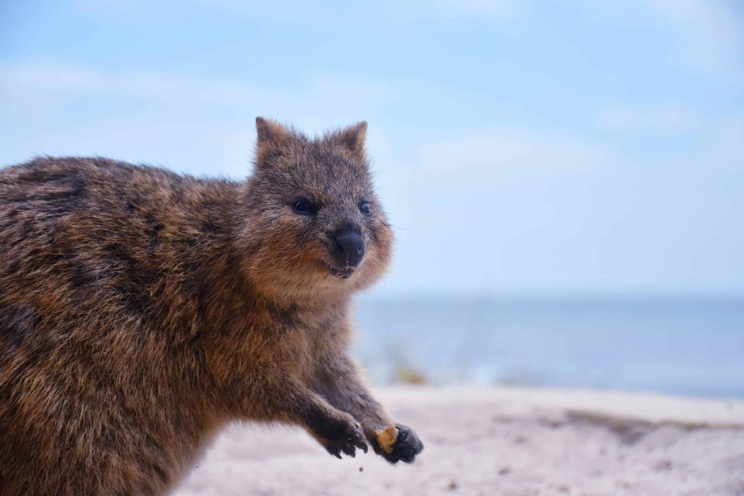 A small wallaby standing on sandy ground in Australia, symbolizing a fresh start